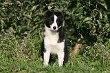 BORDER COLLIE 1331
